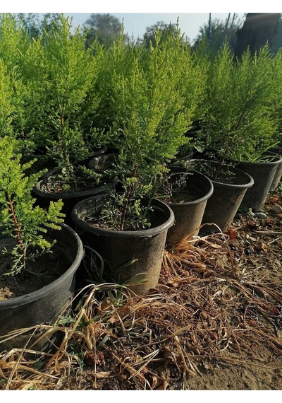 Limon Selvi Çam 10 Adet Kokulu Cupressus Macrocarpa Goldcrest Saksılı 40-50 Cm
