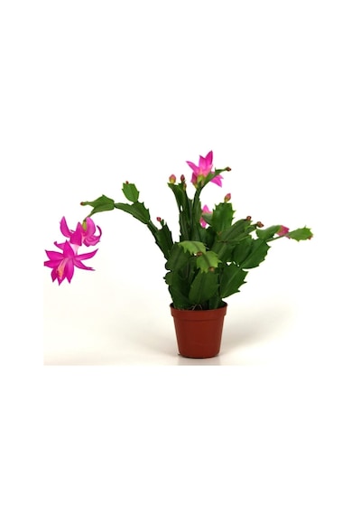 Serada Decor & Plant Yılbaşı Çiçeği,yılbaşı Kaktüsü,fuşya Koyu Pembe 7 Cm Saksıda Canlı