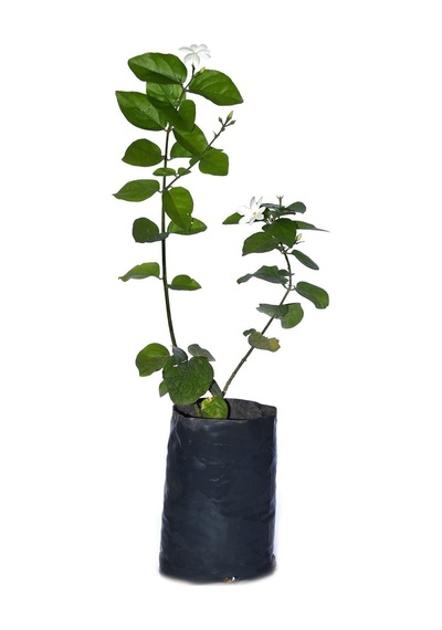 Saksılı Kokulu Ful Yasemin Fidanı Çiçeği 60-80cm