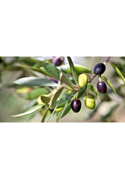 Gemlik - Trilye Zeytin Fidanı Tüplü Ve Aşılı 3 Yaş 3 Adet