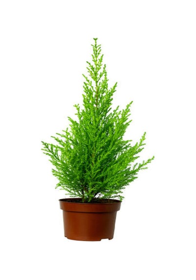Videolu Kokulu Limoni Selvi Fidanı 10 Adet 40-60cm Saksılı Lemon Cypress Sapling