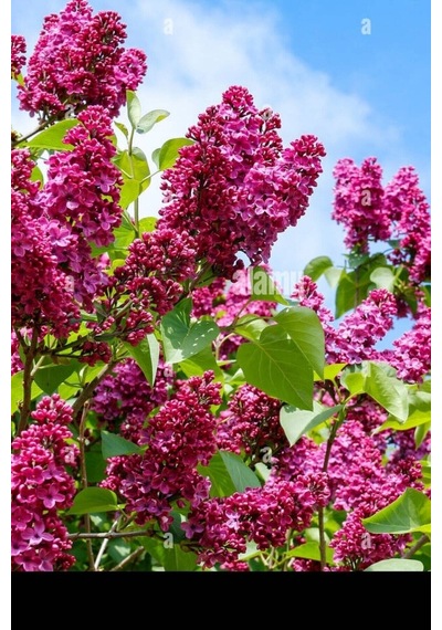 Videolu Pembe 1 Adet Leylak Çiçeği Fidanı 80-160cm Saksılı Lilac Flower