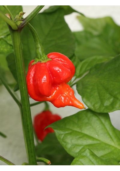 Trinidad Scorpion Pepper / 1,2 2 Milyon Scoville - Gerçek Taze Acı Biber