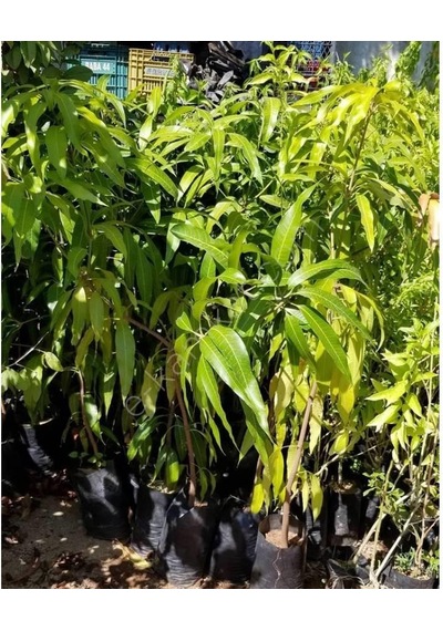 3 Yaş Aşılı Keitt Mango Fidanı.Torbada