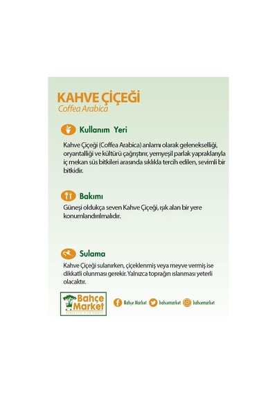 Kahve Çiçeği Bardaklı Yeşil
