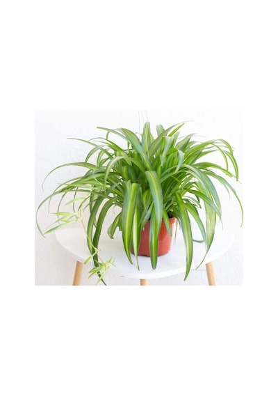 Kurdele Çiçeği Chlorophytum Comosum 10 Adet