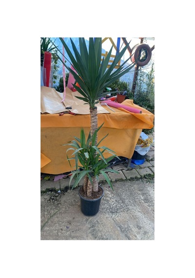 3'lü Yucca Saksı Çiçeği