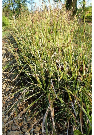 Sarı Carex Bitkisi x 10 ad
