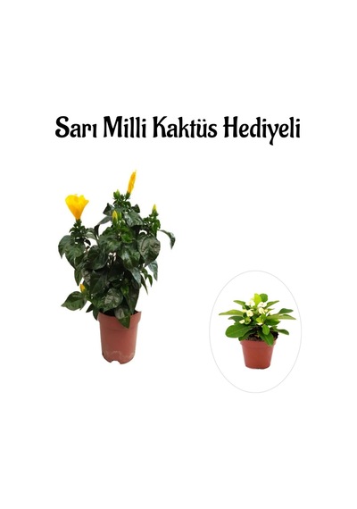 Sarı Renk Japon Gülü Çiçeği Sevgililer Gününe Özel Sarı Milli Kaktüs Hediyeli