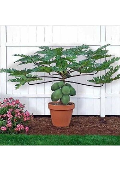 Bodur Papaya Ağacı Tohumu 3 Tohum + Tohum