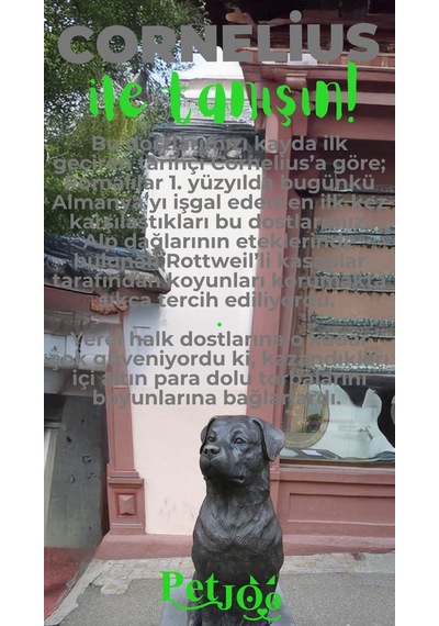Petjoo 20.Cornelius Yeşil-Gri Qr'lı Köpek Künyesi