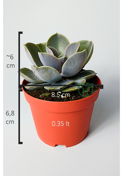Echeveria Pollux Rozet Sukulent Özel Tür 8.5 Kırmızı Saksıda