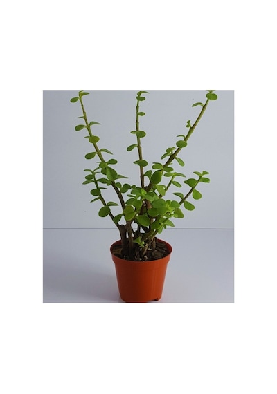 Ovata Yeşim Para Çiçeği Fidanı 10-20 Cm