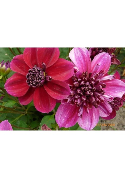 20 Adet Early Bırd Dahlıa Mixed Colors Flower Tohumu