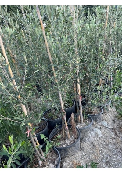Bol Meyveli 4 Yaş Çok Verimli Koroneiki Zeytin Fidanı Boy 120-150 Cm