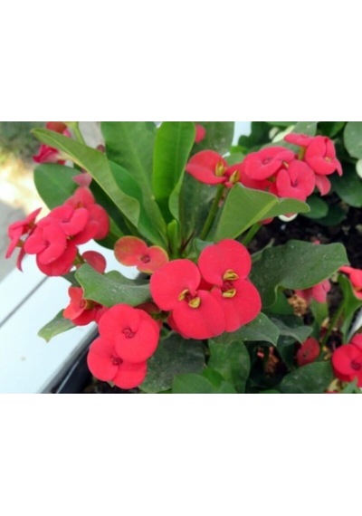 Videolu Kırmızı Dikenler Tacı Kaktüs 1 Adet Saksılı 20-40 Cm Iç Mekan Hediyelik Bitki Euphorbia