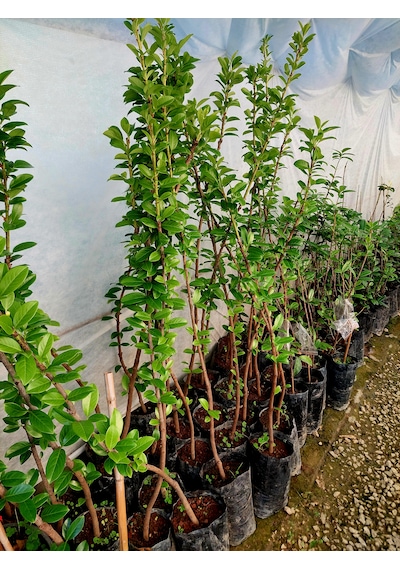 Çin Çilek Ağacı Fidanı 4 Yaş 100 Cm