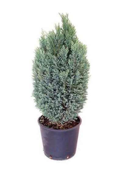 Mavi Salon Çamı Elwoodi Çamı 20-45 Cm