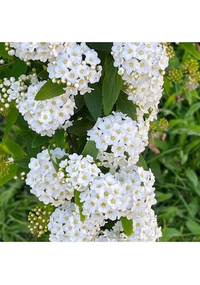 Keçi Sakalı Ağacı Fidanı 30-90 Cm Saksılı Çiçekli Bodur Bitkiler Spirea