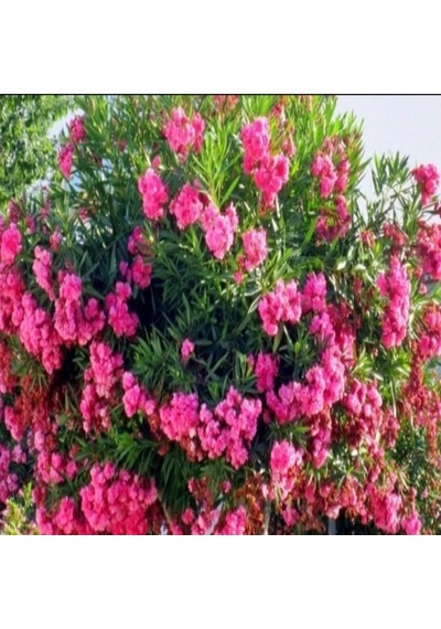 Tüplü Pembe Katmerli Çiçekli Zakkum Fidanı