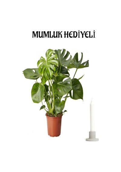 Öğretmenler Günü Hediyesi Deve Tabanı Bitkisi Mumluk Hediyeli Ofis Bitkisi