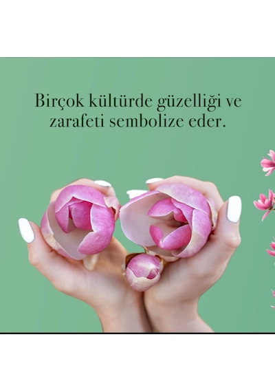 Eyüp Sabri Tuncer Manolya Çiçeği El ve Vücut Peeling 400 ML + El ve Vücut Kremi 50 ML + Kolonya Pet Şişe 400 ML + Sprey Kolonya 150 ML