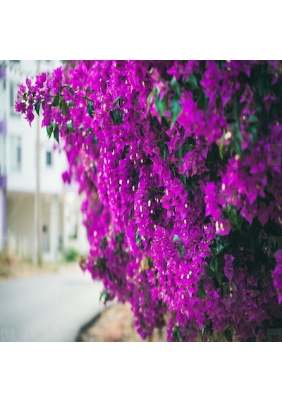 Tüplü Purple Mor Begonvil Fidanı