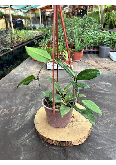 Hoya Mum Çiçeği Sarmaşık