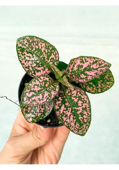 Saksıda Pembe Hypoestes Bitkis Hostes Fittonia Çiçeği
