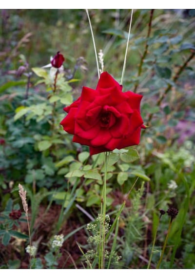 Yediveren Kokulu Kırmızı Gül Fidesi 1 Adet Saksılı/tüplü 30-65 Cm Bahçe Bitkisi Red Rose