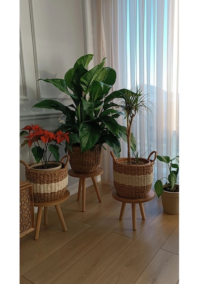 3'lü Ahşap Ayaklı Çiçeklik Saksılık Standı Dekoratif Yan Sehpa Seti 25 Cm Çap Atlantik Çam Diğer
