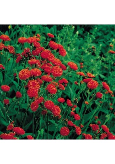 10 Adet Red Tassel Aster Tohumu
