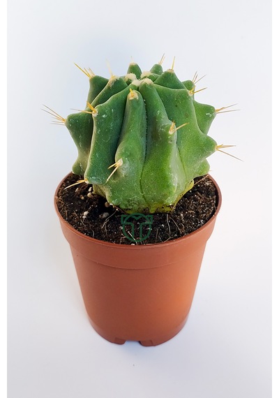 Ferocactus Glaucescens Kuraklığa Dayanıklı Bitki Özel Tür Katküs