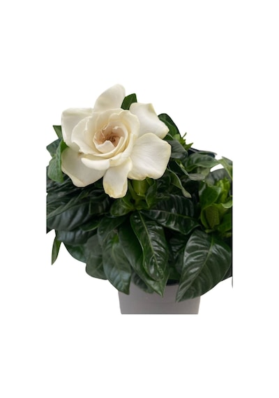 Videolu 1 Adet Hediyelik Yoğun Kokulu Gardenya Çiçeği 20-30 Cm Saksılı Iç Mekan Bitkileri Gardenia