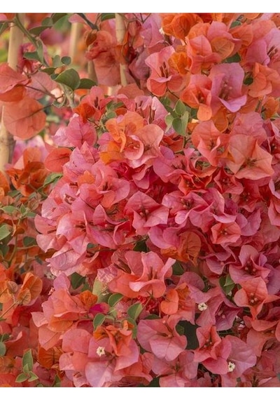 Sarmaşık Begonvil Çiçeği Mercan Rengi 40 50 Cm 1 Adet Saksılı Çiçekli Bitki Bougainvillea