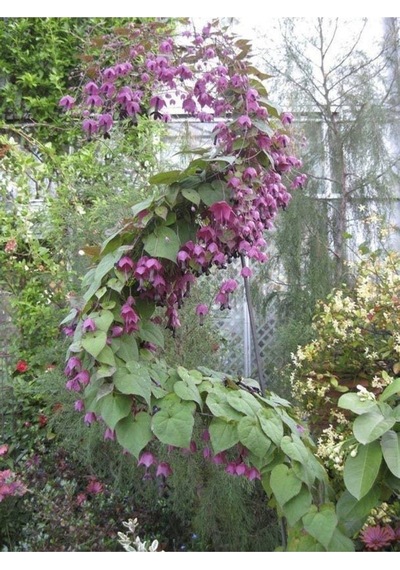 10 Adet Purple Bell Vine Tohumu