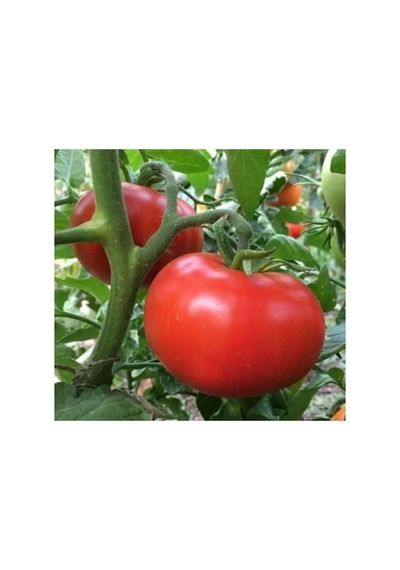 Tane Salkım Domates Tohumu - 2274-3 Gram