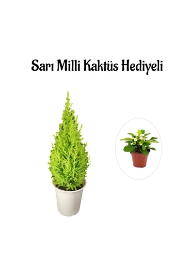Limon Kokulu Salon Limon Çamı Sevgililer Gününe Özel Sarı Milli Hediyeli