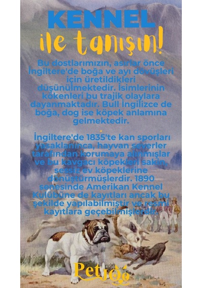 Petjoo 16.Kennel Sarı-Mavi Qr'lı Köpek Künyesi