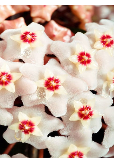 Videolu Beyaz Hoya-mum Çiçeği 1 Adet Saksılı 10-20 Cm Iç Mekan Ofis Bitkisi White Hoya