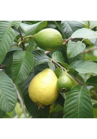 2 Yaş Guava Fidanı
