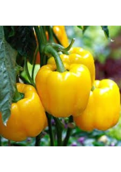 100 Adet Tohum Nadir Sarı Tatlı Dolmalık Dolma Biber Tohumları