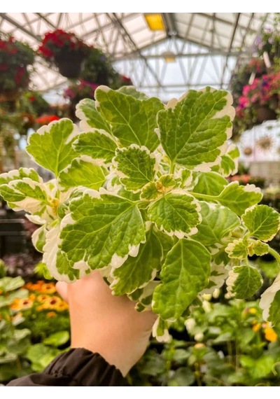 Plectranthus Forsteri Adaçayı Kokulu Bitki Sarkıcı Tür Saksılı
