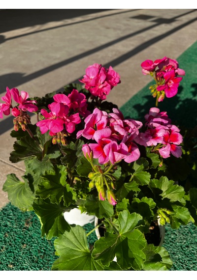 Pembe Sardunya Çiçeği Pembesardunya