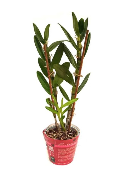 Çiçeksiz Dendrobium Bambu Orkide Fidesi