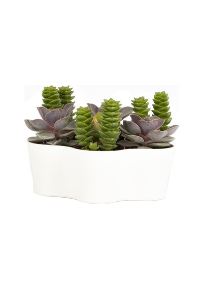 Plastik Kaktüs Saksı 5,5 Cm
