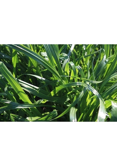 RyeGRass Süt Otu Tohumu Rye GRass ReyGRass 20 KG