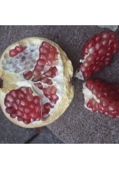 Tüplü Aroması Mükemmel Katırbaşı Nar Fidanı