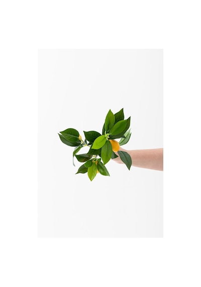 Yapay Limon Dalı Lux 3 Dal 27 Yaprak 50 Cm Sarı