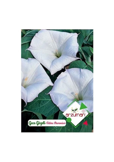 Gece Güzeli Tohumu Datura Stramonium 15 Adet